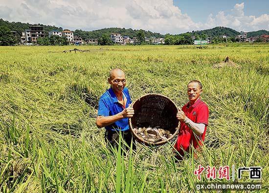 桂林水稻收割_桂林水稻种植时间_